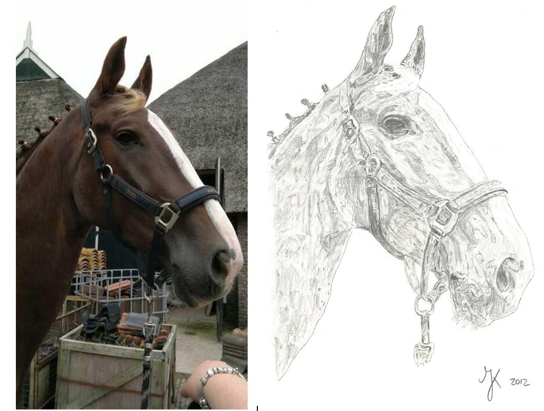 tekening paard